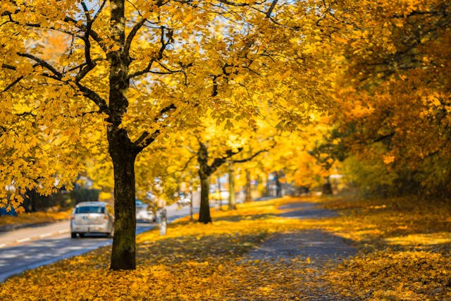 Yellow leaves falling off of trees during autumn.